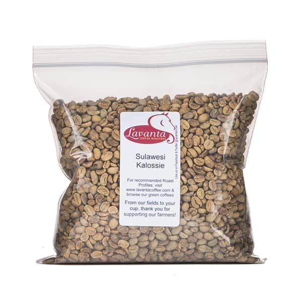 Sulawesi Kalossie