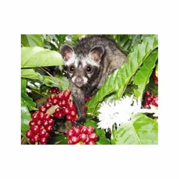 10% Kopi Luwak Arabica Coffee With Certficate of Authenticity