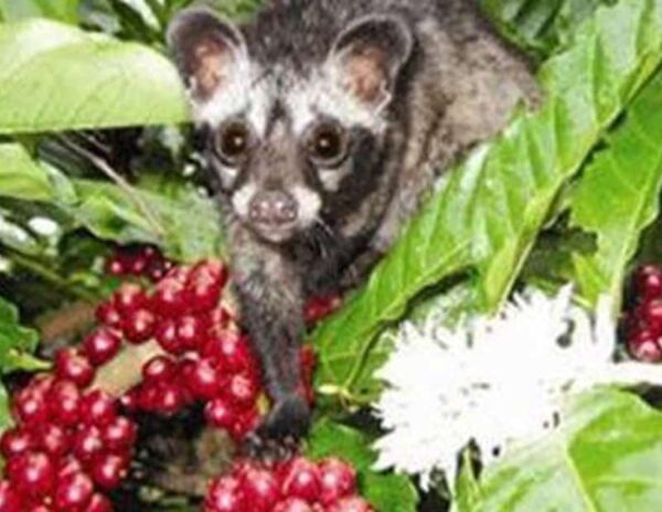 100% Kopi Luwak Arabica Coffee with Certificate of Authenticity - Image 2