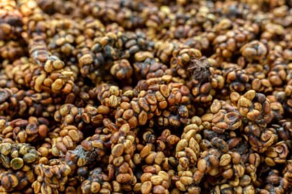 kopi luwak